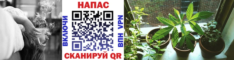 Конопля MAZAR Углич